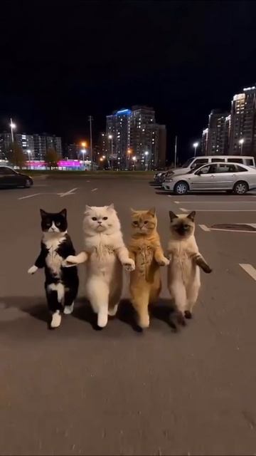 Коты в СПб