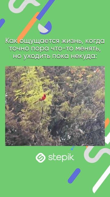 Ссылка на каталог в описании видео👇 А промокод STEPIKRUTUBE25 дает скидку 15% на любой курс Stepik смотреть онлайн