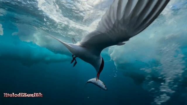 ARCTIC OCEAN _ SYNTH-POP _ MODERN DISCO STYLE смотреть онлайн