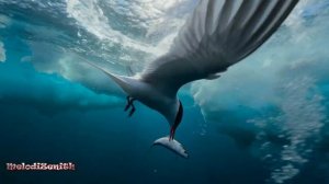 ARCTIC OCEAN _ SYNTH-POP _ MODERN DISCO STYLE