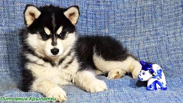 Предлагаем мальчика щенка хаски, черно-белого, родился 4 мая 2026 года смотреть онлайн