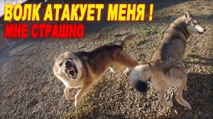 ВОЛК ЗЛОБНО НАПАЛ НА МЕНЯ ЗАЩИЩАЯ ВОЛЧИЦУ !!! Волки против Питбулей и Хозяина !!!