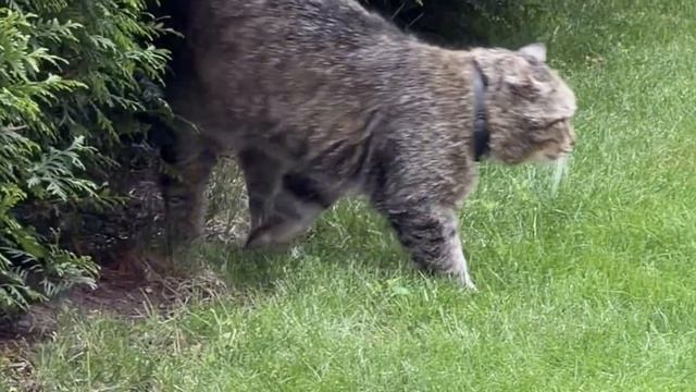 🐾 Счастливое детство… котят! 03-07-2026