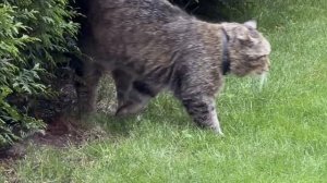 🐾 Счастливое детство… котят! 03-07-2026