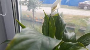 КАПРИЗЫ ПОГОДЫ МЕНЯЮТ МОИ ПЛАНЫ