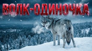 ВЫЖИТЬ ЛЮБОЙ ЦЕНОЙ! Что происходит с волком, которого выгнали?