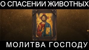 Молитва Господу о спасении и здоровье животных