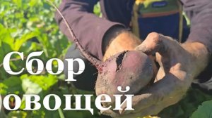 В ЛНР стартовала уборочная кампания молодых овощей
