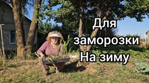 Сажаю зимнюю кукурузу, хочу чтоб Ольга 1972 мне завидовала🙄