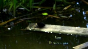 Ах, какие лапки! Курочка болотная, она же камышница