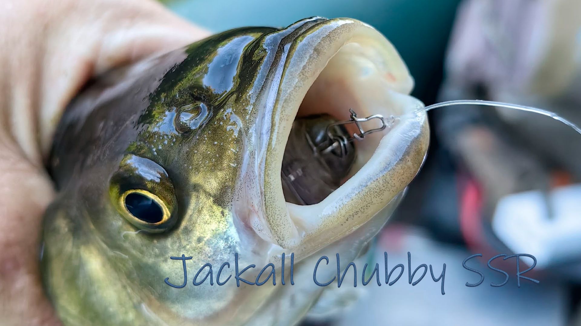 Наловил голавлей на Jackall Chubby SSR
