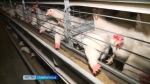 Поголовье птицы в фермерских хозяйствах Ставрополья выросло на 40%