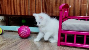 Микки — весёлый и активный котёнок. Замечательная игра с котёнком. Часть 2.