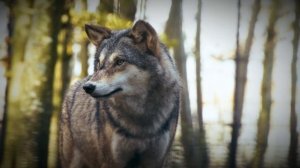 Почему Волки не нападают на людей в тайге?