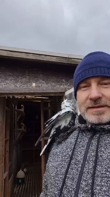 Голуби ручные!!!🕊️🕊️🕊️