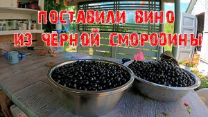 ПОСТАВИЛИ ВИНО ИЗ ЧЁРНОЙ СМОРОДИНЫ