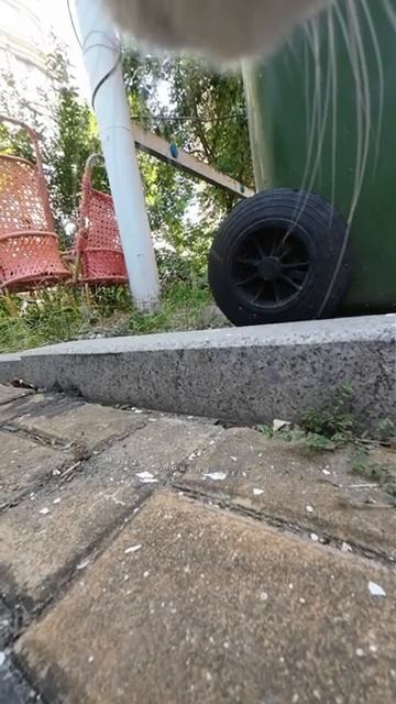 Доу Бао, мой младший брат Максвелл, снова издевался надо мной