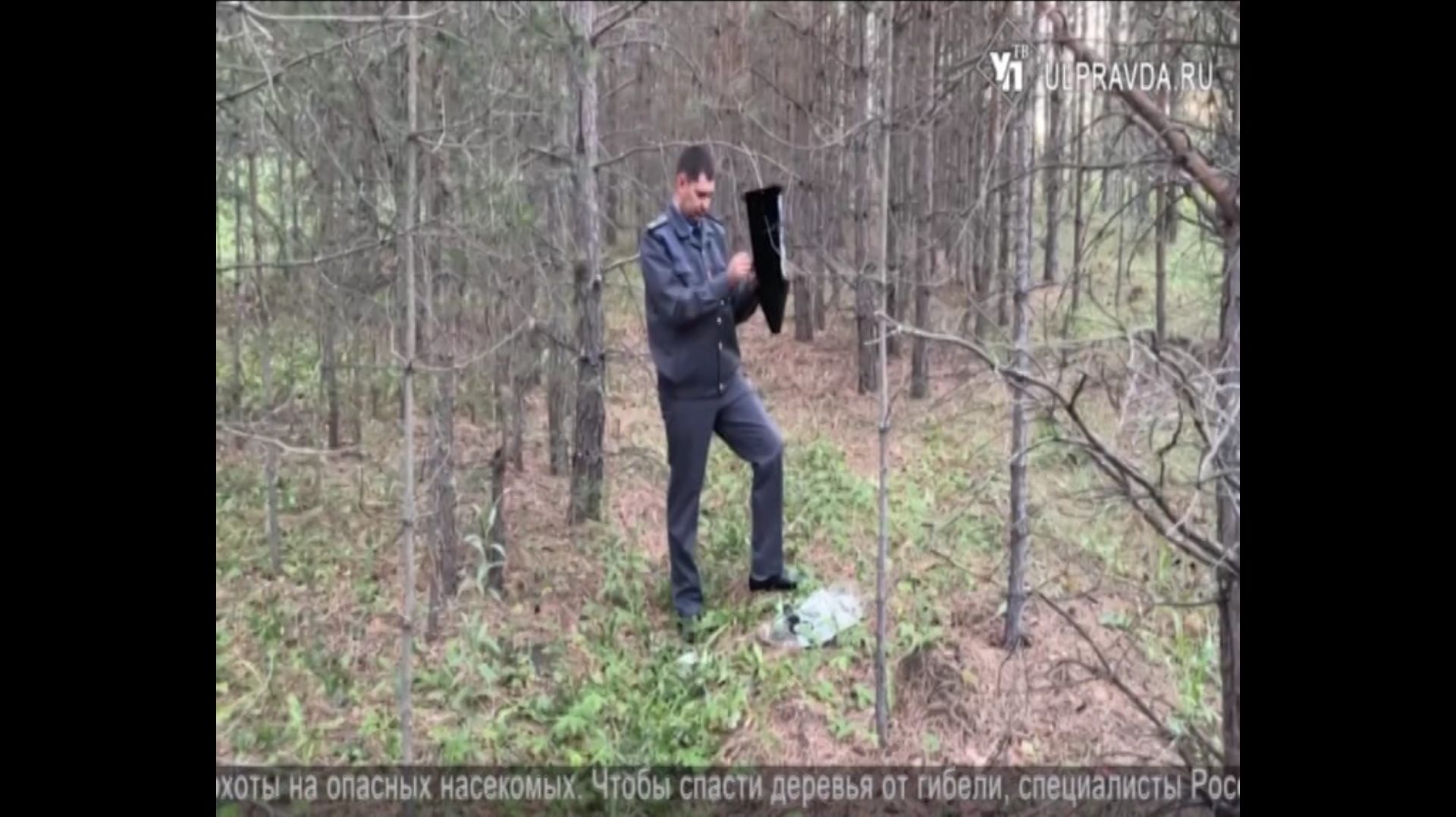 В лесах Ульяновской области Россельхознадзором проводится фитосанитарный мониторинг