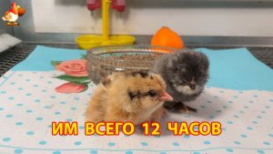 Два крошечных цыплёнка раньше срока Амераукана и Легбар начинают новую жизнь (1)