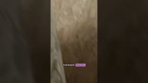 Покупка квартиры.