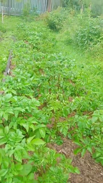 Борьба с фитофторой.