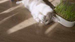 14 Растений, которые СМЕРТЕЛЬНЫ Для Твоей Кошки!