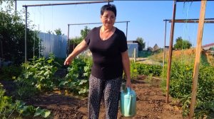 ЖИЗНЬ В СЕЛЕ:С УТРА ПРОБЕЖАЛАСЬ ПОЛИЛА/ЗЕЛЕНЫЙ ГОРОХ ОЧЕНЬ ПОЛЕЗНЫЙ