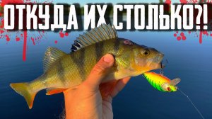 🔴 Ехал за ЩУКОЙ, но спиннинг разрывался от ТУЧИ окуней!!!🔥💪🔥