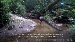 Редкого черного аиста сняли на видео в калужском заповеднике