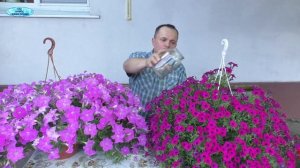 Проводим такую подкормку ампельным петуниям 🌸
