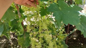 БАЛКОВСКИЙ МАНИКЮР И К-Ш СКАЗОЧНЫЙ!🍇🍇 ПРИВИВКИ 2026! Telegram, WhatsApp, Vlber и MAX +79528500417.