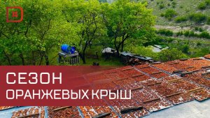 В Дагестане в разгаре сбор абрикосов
