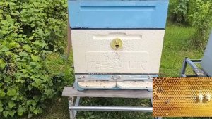 Ревизия улья, проверяем вышла ли матка из маточника, волнительный момент. Пасечные будни. #пчёлы