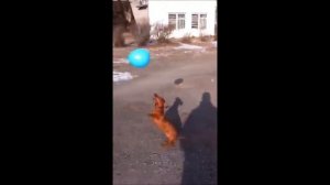 собака шарикообожака
