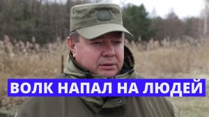 Волк напал на людей