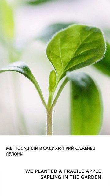 Саженец смотреть онлайн