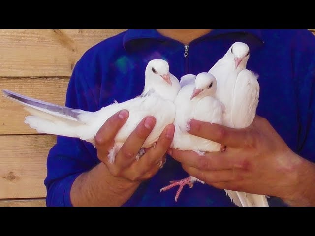 Хорошие голуби летят сами, не надо и гонять | Good pigeons fly by themselves смотреть онлайн