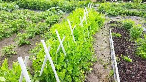 Прогулка по саду и огороду. Курица - проказница любит свободу