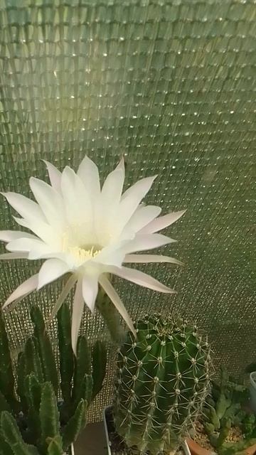 Кактусы 03.07.2026