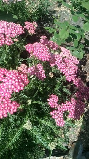 Волшебный, медовый аромат😍🌺