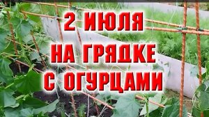 2 июля. Как я подвязываю огурцы