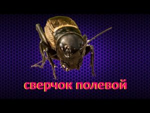 🦗 Как стрекочет сверчок / сверчок полевой