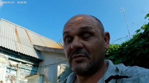 Удаляю пасынки на махорке