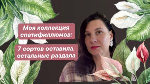 Моя коллекция спатифиллюмов: семь сортов оставила - остальные раздала!