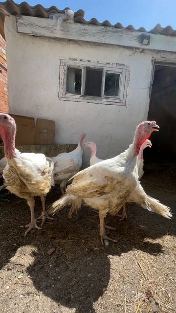 🦃Индюшатам почти 3 месяца.