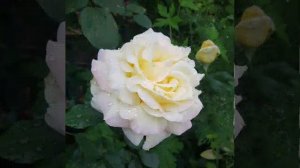 ❤🌹Я и розы❤🌹