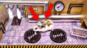 Приключения Хомяка 🙀 Интересные видео, как Мультики