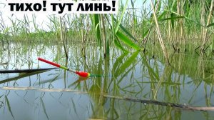 Рыбалка 1 июля на линя! Рыбалка на поплавок в тростнике по моему особому методу! Операция борщевик 4
