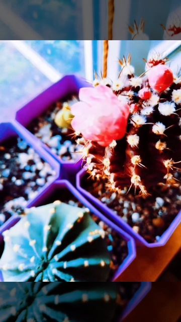 🌵🟥Гимнокалициум бордовый цветет💮