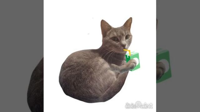 кошка пьет сок смотреть онлайн